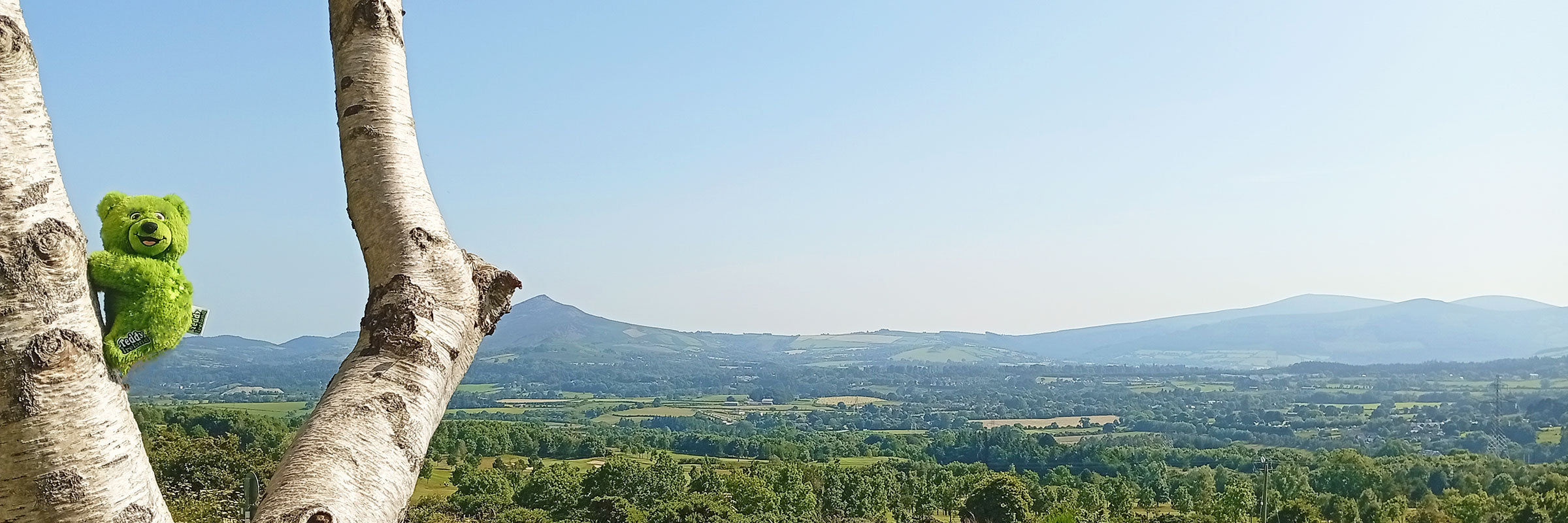 Green Teddy Ireland bear peeking from behind a birch tree with the scenic landscape of Sugar Loaf Mountain, Wicklow in the background.