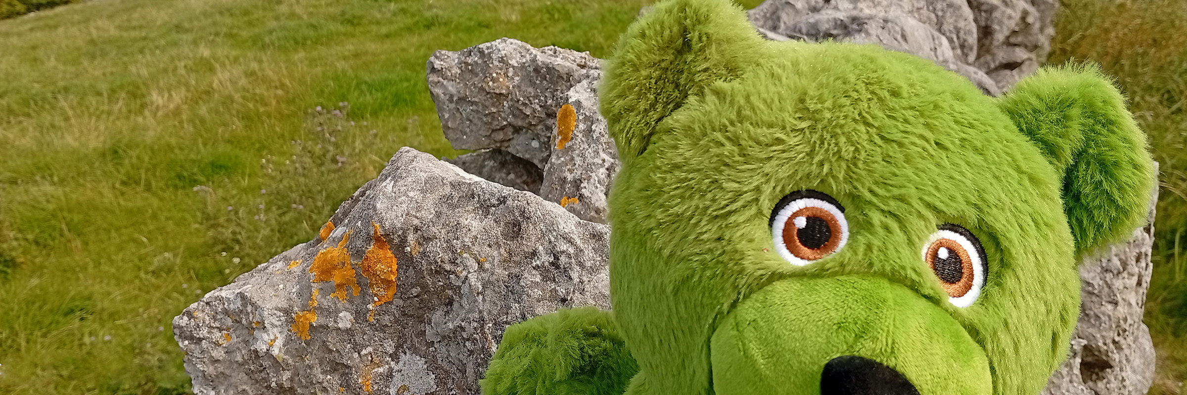 Teddy Ireland Rocks!  View of green teddy on a rock wall with greenery