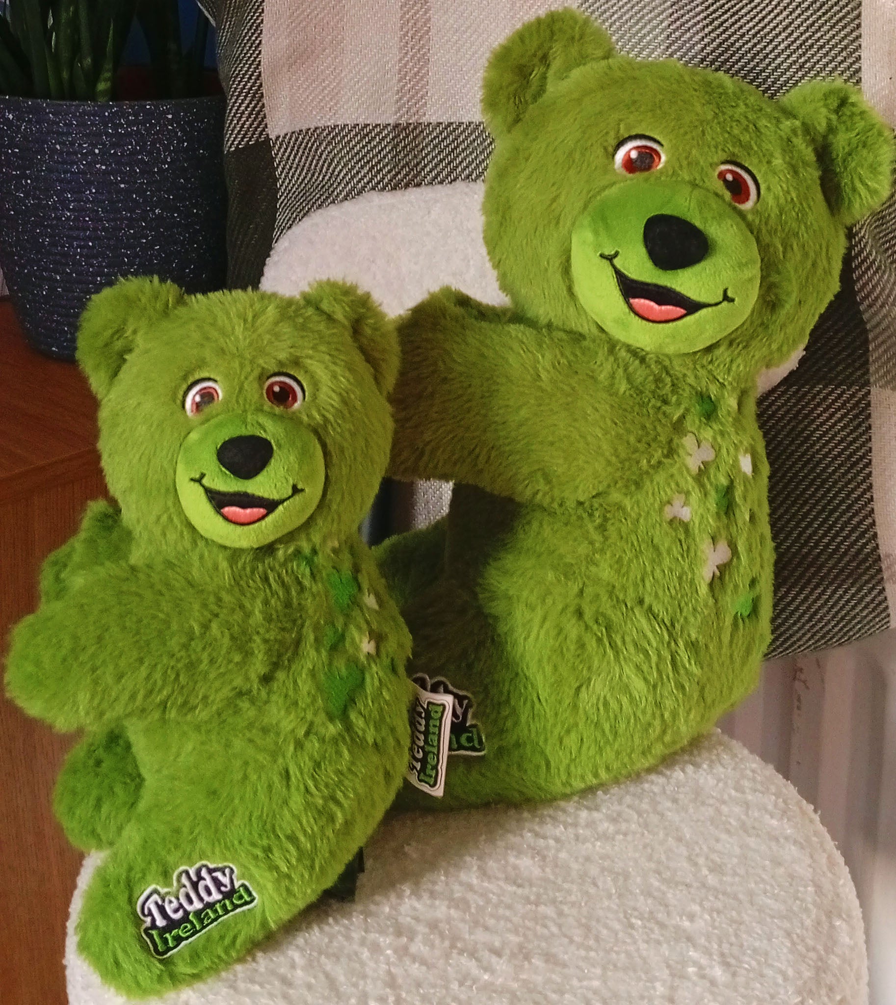 Teddy Ireland, large and small sizes on a white cushion background