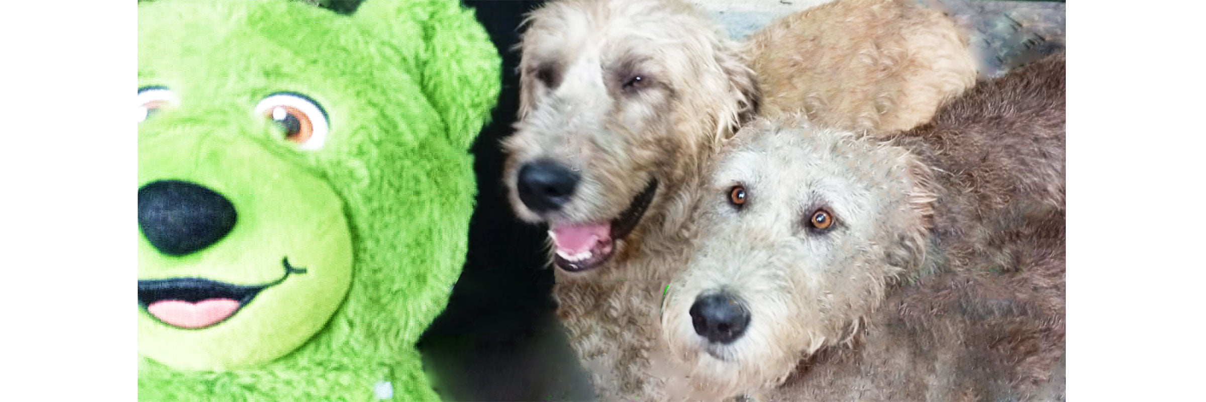 Irish Wolfhounds get selfie with Teddy Ireland at Bunratty Castle, Ireland.
